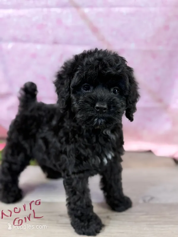 Norra blk girl – Cockapoo puppy for sale in Haines City, FL