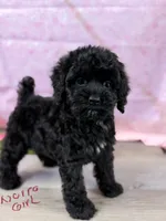 Norra blk girl, a female Cockapoo for sale in Haines City, FL – 1 of 7
