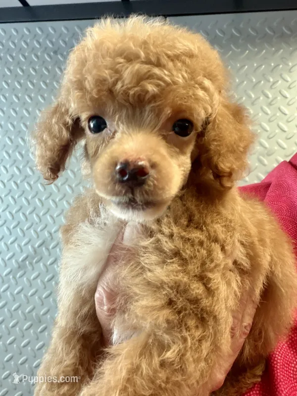 Eevee boy2 – Poodle - Miniature  puppy for sale in Haines City, FL