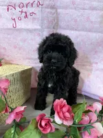 Norra blk girl, a female Cockapoo for sale in Haines City, FL – 5 of 7