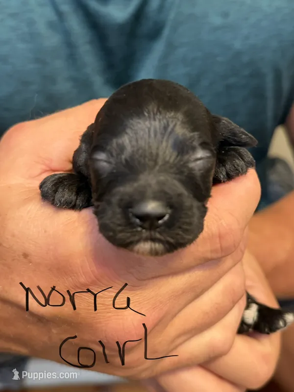Norra blk girl – Cockapoo puppy for sale in Haines City, FL