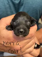 Norra blk girl, a female Cockapoo for sale in Haines City, FL – 1 of 2
