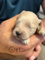 Norra buff girl, a female Cockapoo for sale in Haines City, FL – 1 of 2