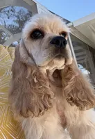 Finn, a male Cocker Spaniel for sale in Haines City, FL – 2 of 4