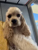 Finn, a male Cocker Spaniel for sale in Haines City, FL – 3 of 4