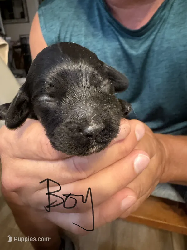 Norra blk boy – Cockapoo puppy for sale in Haines City, FL