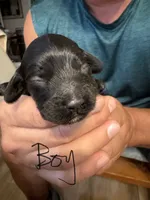 Norra blk boy, a male Cockapoo for sale in Haines City, FL – 1 of 2