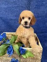 Eevee boy , a male Poodle - Miniature  for sale in Haines City, FL – 3 of 3