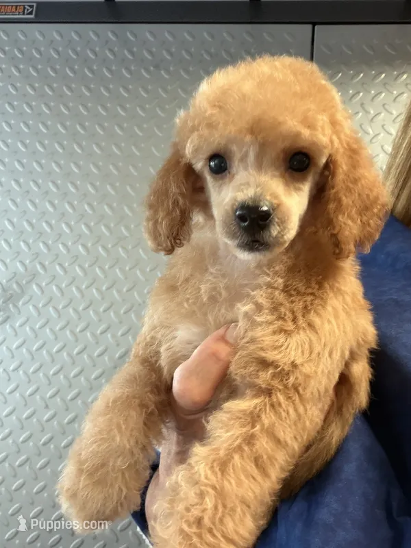 Eevee boy  – Poodle - Miniature  puppy for sale in Haines City, FL