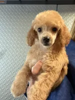 Eevee boy , a male Poodle - Miniature  for sale in Haines City, FL – 1 of 3