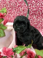 BB x Luke blk girl, a female Cockapoo for sale in Haines City, FL – 5 of 7