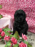 BB x Luke blk girl, a female Cockapoo for sale in Haines City, FL – 6 of 7