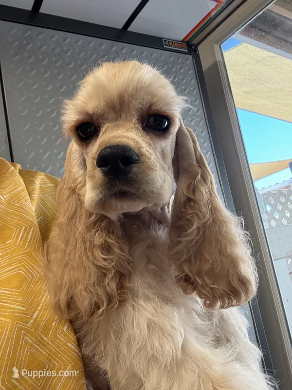 Finn – Cocker Spaniel puppy for sale in Haines City, FL
