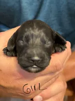 Norra blk girl, a female Cockapoo for sale in Haines City, FL – 2 of 2