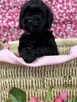 BB x Luke blk girl, a female Cockapoo for sale in Haines City, FL – 2 of 7