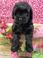 BB x Luke blk girl, a female Cockapoo for sale in Haines City, FL – 3 of 7