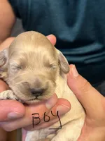 Norra buff boy, a male Cockapoo for sale in Haines City, FL – 1 of 2