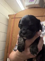 Fay b/t girl, a female Cockapoo for sale in Haines City, FL – 2 of 3