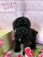 Norra blk girl, a female Cockapoo for sale in Haines City, FL – 2 of 7