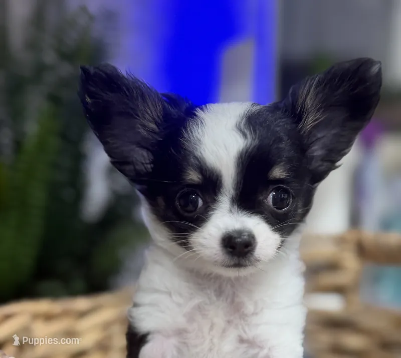 Chi boy – Chihuahua puppy for sale in Haines City, FL
