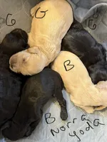 Norra blk boy, a male Cockapoo for sale in Haines City, FL – 2 of 2