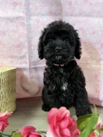 Norra blk girl, a female Cockapoo for sale in Haines City, FL – 6 of 7