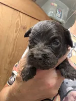 Fay choc girl, a female Cockapoo for sale in Haines City, FL – 2 of 3