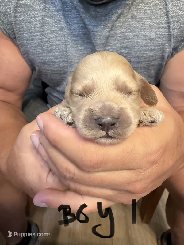 Giselle apricot boy – Cockapoo puppy for sale in Haines City, FL