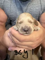 Giselle apricot boy, a male Cockapoo for sale in Haines City, FL – 1 of 1
