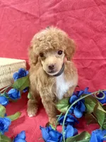 Eevee boy2, a male Poodle - Miniature  for sale in Haines City, FL – 2 of 3