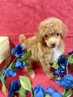 Eevee boy2, a male Poodle - Miniature  for sale in Haines City, FL – 3 of 3