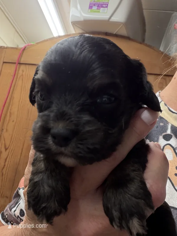 Fay b/t girl – Cockapoo puppy for sale in Haines City, FL