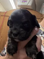 Fay b/t girl, a female Cockapoo for sale in Haines City, FL – 1 of 3