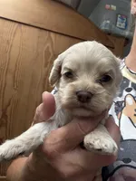 Fay girl, a female Cockapoo for sale in Haines City, FL – 2 of 3