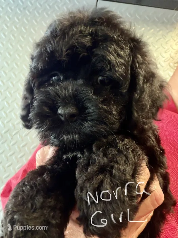 Norra blk girl – Cockapoo puppy for sale in Haines City, FL