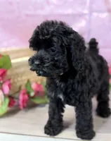 Norra blk girl, a female Cockapoo for sale in Haines City, FL – 7 of 7