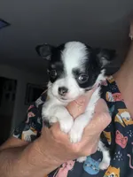 Chi boy, a male Chihuahua for sale in Haines City, FL – 2 of 4