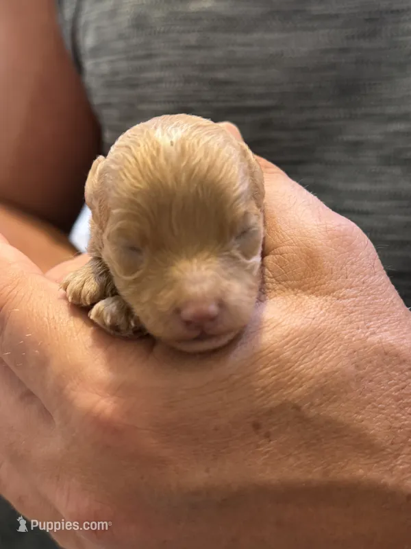 Eevee boy2 – Poodle - Miniature  puppy for sale in Haines City, FL