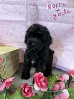 Norra blk girl, a female Cockapoo for sale in Haines City, FL – 3 of 7