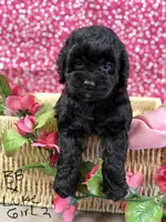 BB x Luke blk girl, a female Cockapoo for sale in Haines City, FL – 4 of 7