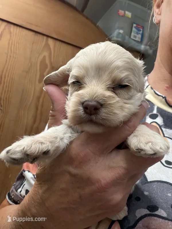 Fay girl – Cockapoo puppy for sale in Haines City, FL