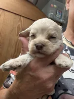 Fay girl, a female Cockapoo for sale in Haines City, FL – 1 of 3