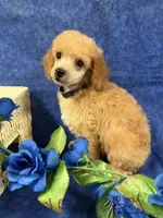 Eevee boy , a male Poodle - Miniature  for sale in Haines City, FL – 2 of 3