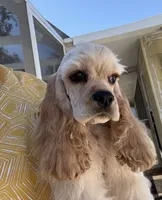 Finn, a male Cocker Spaniel for sale in Haines City, FL – 4 of 4