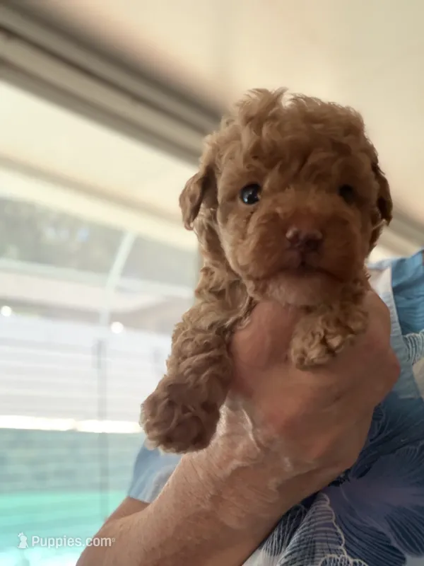 Eevee boy2 – Poodle - Miniature  puppy for sale in Haines City, FL