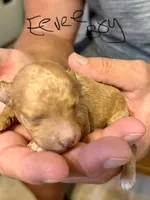 Eevee boy 1, a male Poodle - Miniature  for sale in Haines City, FL – 1 of 2