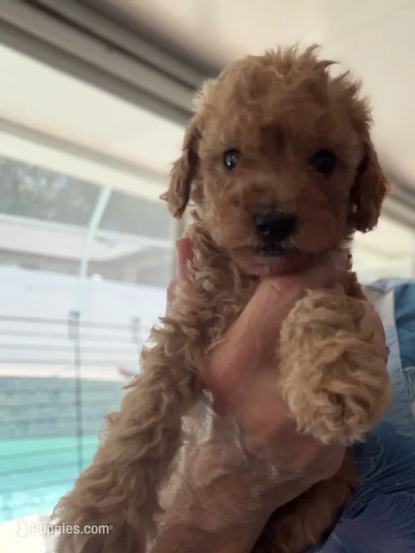 Eevee boy 1 – Poodle - Miniature  puppy for sale in Haines City, FL