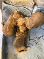 Eevee boy 1, a male Poodle - Miniature  for sale in Haines City, FL – 2 of 2
