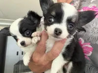 Chi boy, a male Chihuahua for sale in Haines City, FL – 3 of 4
