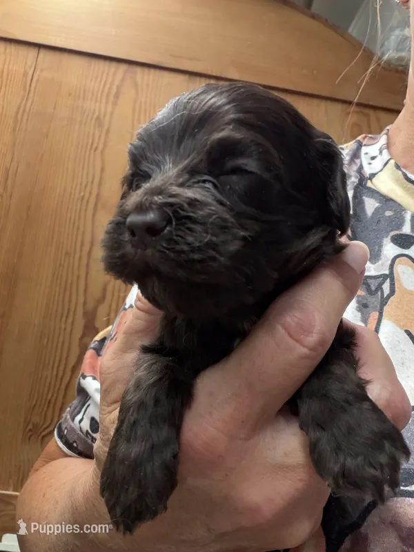 Fay choc girl – Cockapoo puppy for sale in Haines City, FL